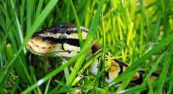 Vedere un serpente nel proprio giardino può essere terrificante: eppure, c’è un motivo (sorprendente) per cui ha scelto proprio casa tua