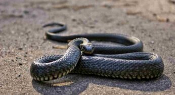Cosa fare se si incontra un serpente: i passaggi che tutti dovrebbero conoscere per non rischiare la vita