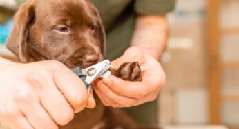 Tagliare le unghie al cane è più semplice di quanto pensi: devi solo ricordare questi passaggi ed evitare alcuni errori (gravi)