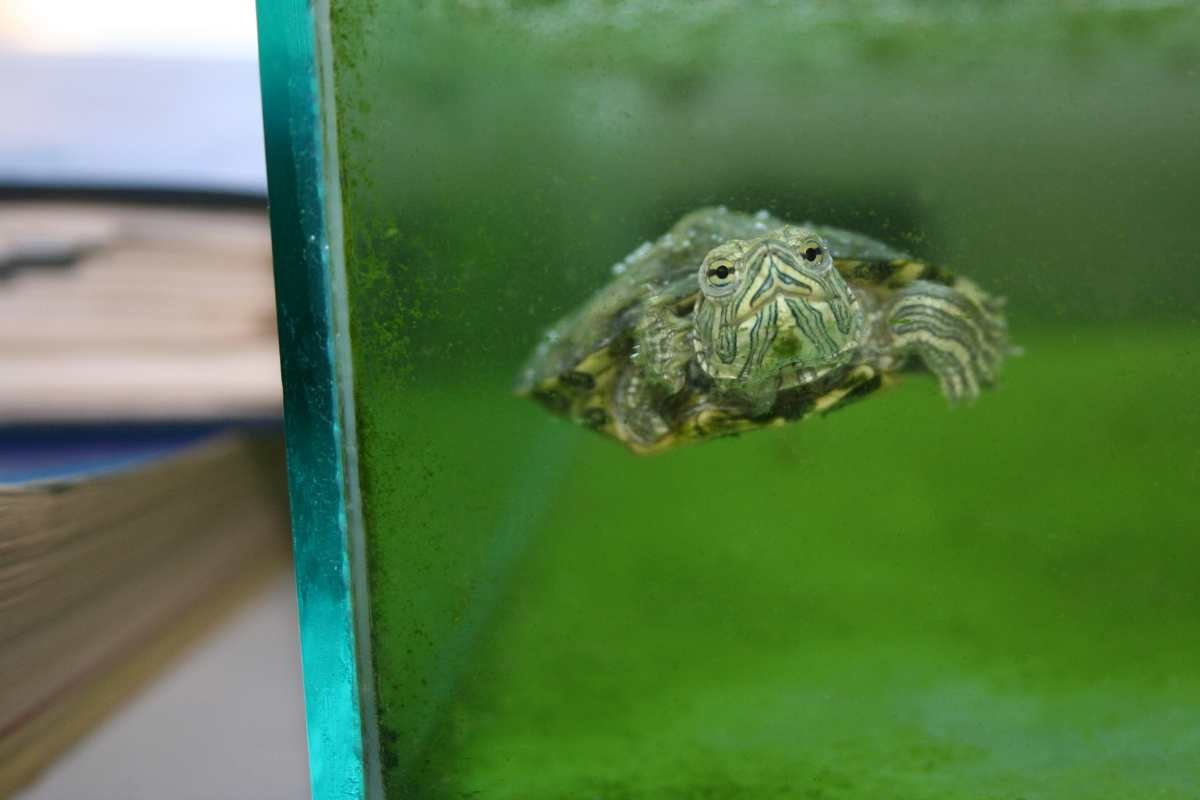 tartaruga in acquario domestico