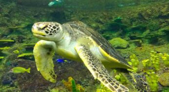 Tartarughe di acqua dolce: come allestire l’acquario nel modo corretto, gli errori da evitare