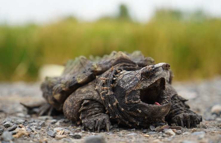 tartaruga azzannatrice pericolosissima
