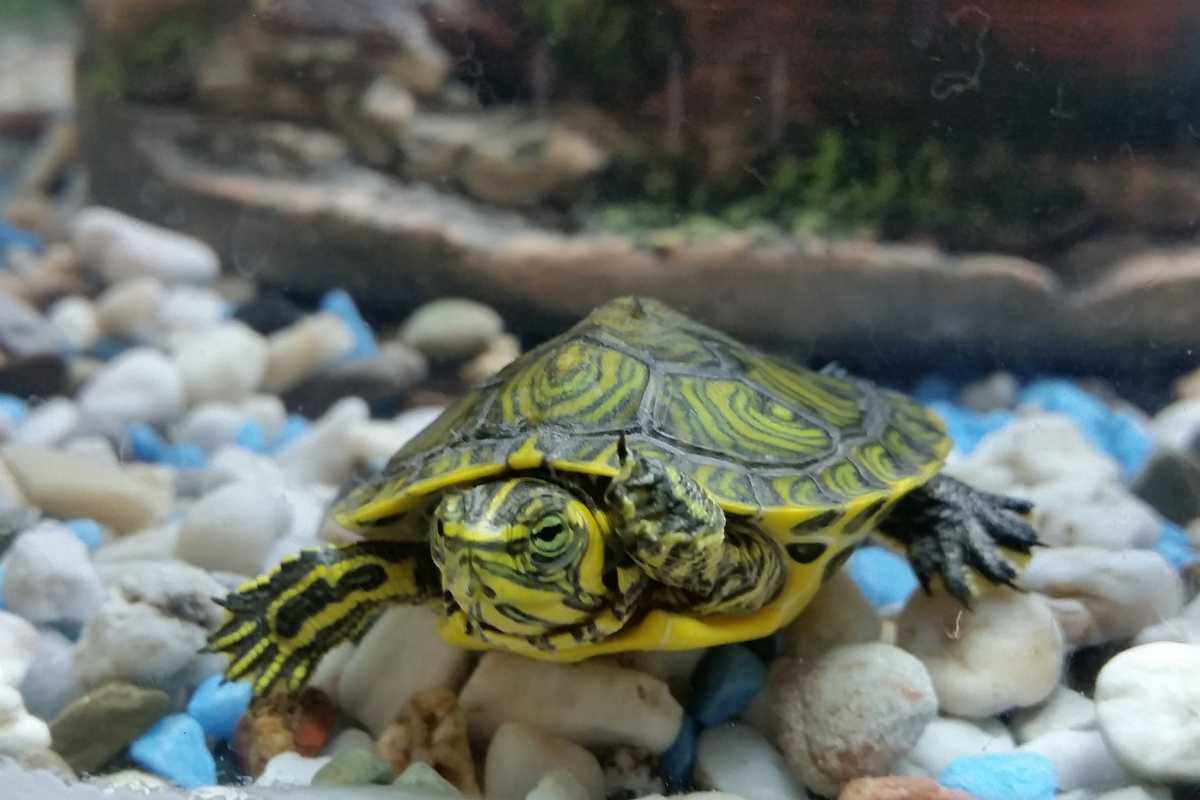 tartaruga d'acqua in acquario
