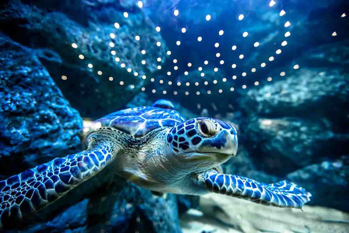 tartaruga marina in acquario