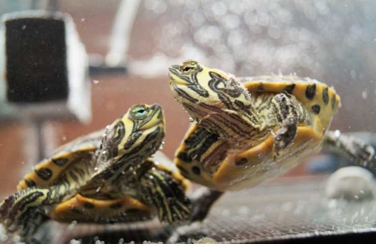 tartarughe insieme in acquario