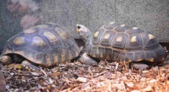 Pensi che le tartarughe siano (tutte) docili? Dovrai ricrederti: questa scoperta ti sconvolgerà