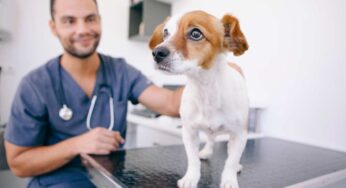 Quali sono le malattie che i cani possono trasmettere all’uomo: come riconoscerne i sintomi e cosa fare