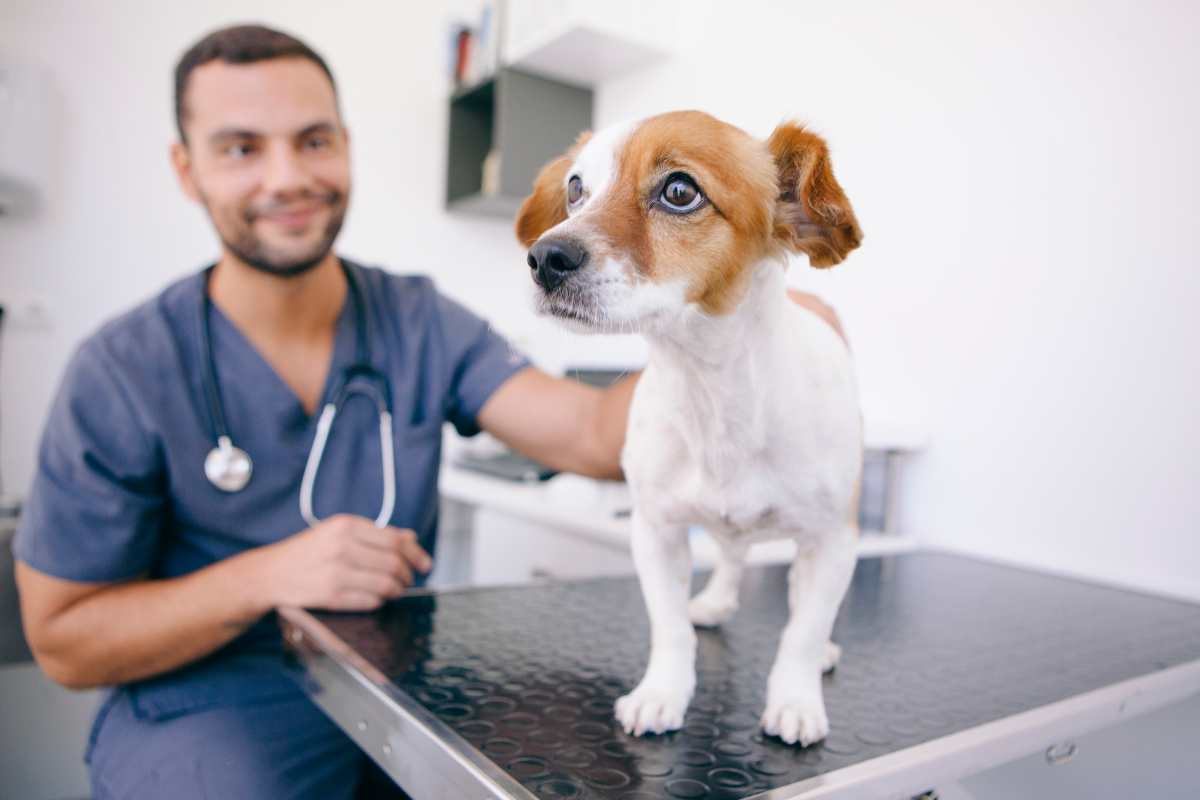 cane piccolo dal veterinario