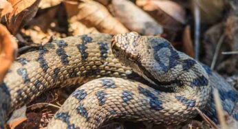 Come sapere se un serpente è velenoso o innocuo? Basta notare questi dettagli (inconfondibili)