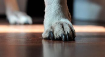 Cane che raspa per terra con le zampe posteriori: finalmente la spiegazione, ecco perché lo fa