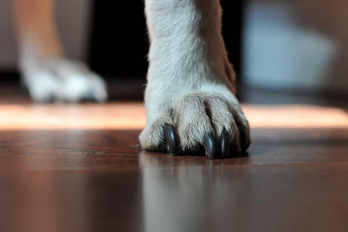 zampa del cane sul pavimento