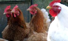quanto costa una gallina