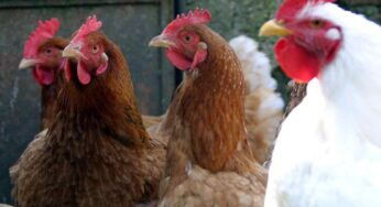 Hai mai pensato di vendere uova? Ecco quanto costa una gallina e come partire con questo business