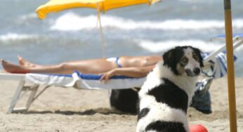 Cani al mare: il pericolo che molti sottovalutano, può trasformarsi in un dramma