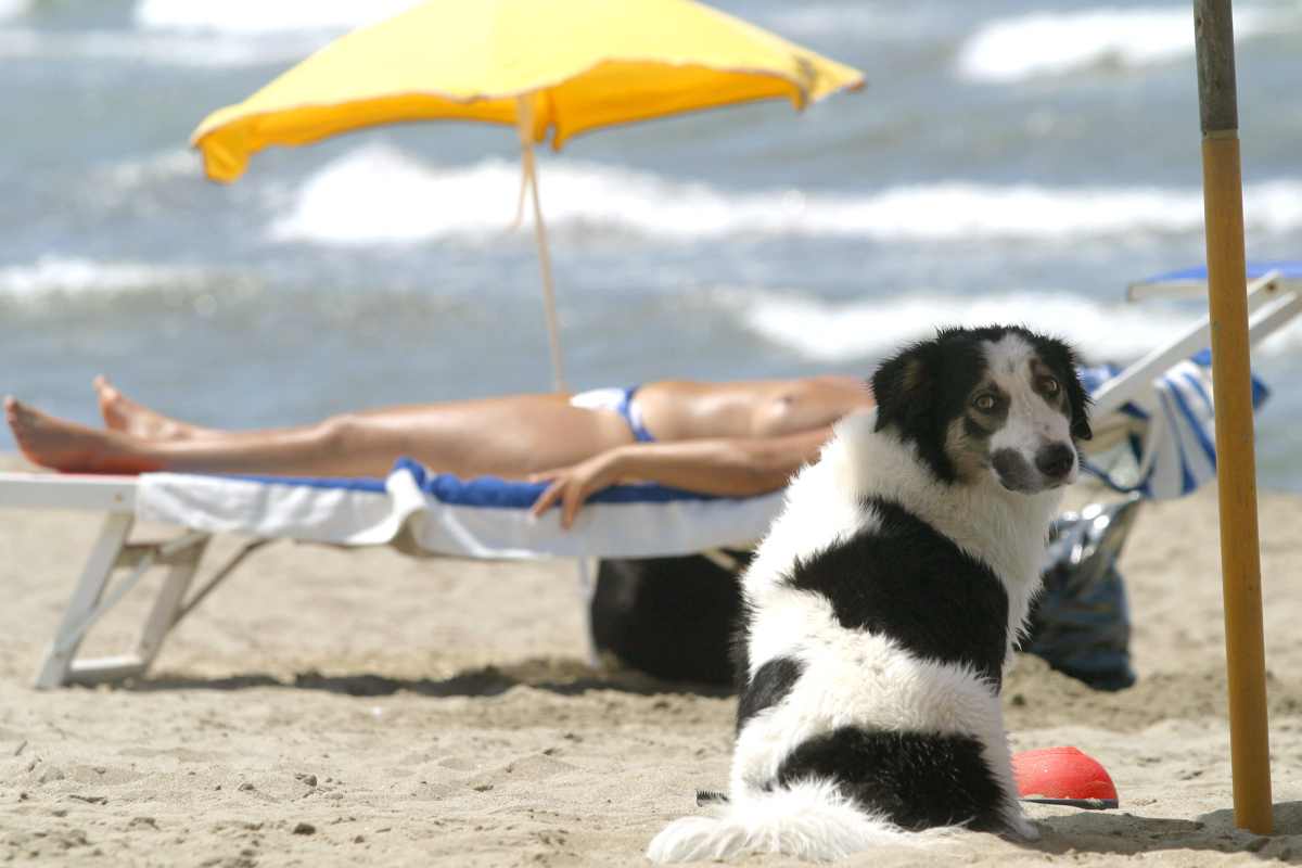 cani al mare