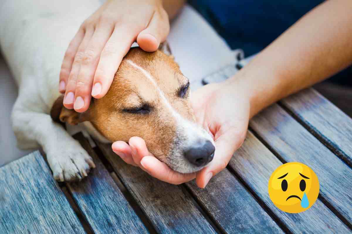 pancreatite canina