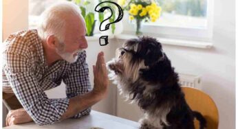 Il cane annusa le tue parti intime? C’è una spiegazione precisa a questo comportamento