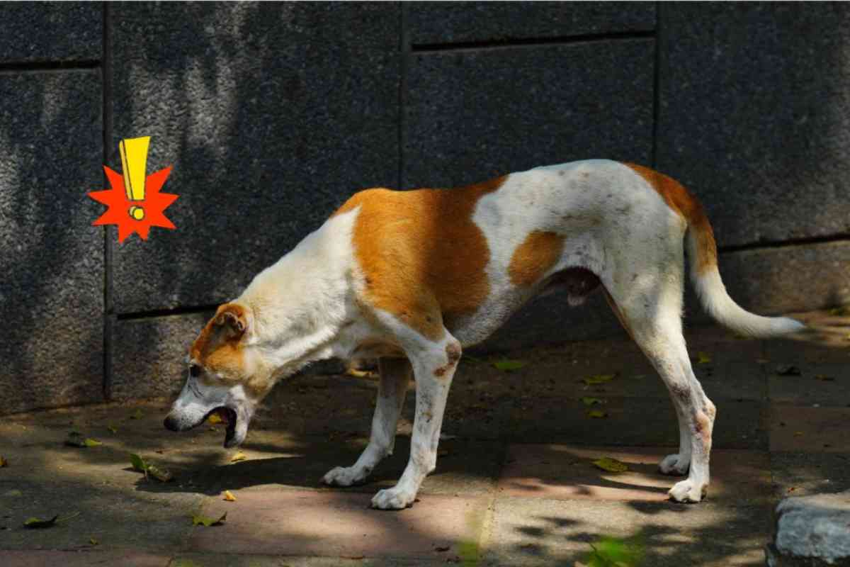 se il cane vomita