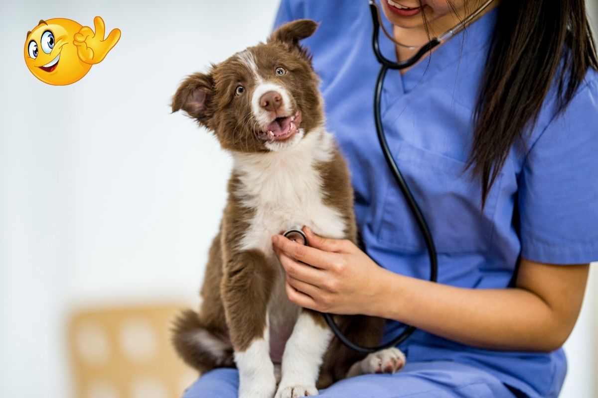 Cane dal veterinario