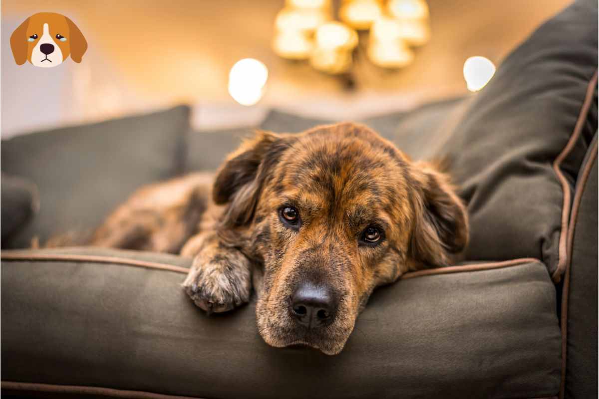 Cane depresso