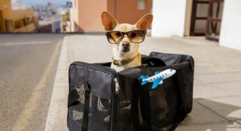 Viaggio in aereo con i cani, le regole (aggiornate): non fare più gli stessi errori