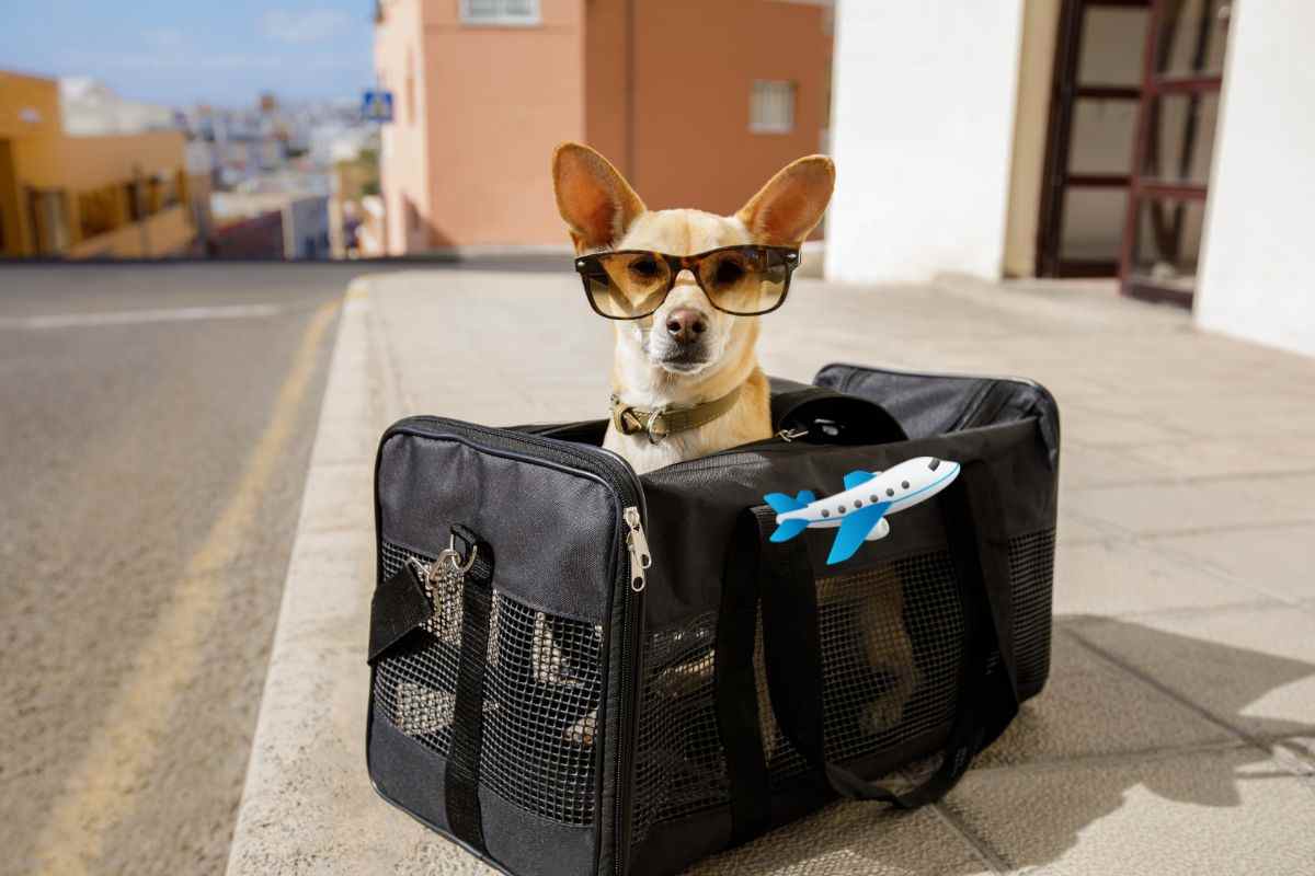 volare in aereo col cane