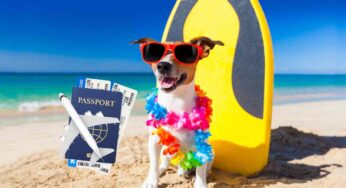 Viaggio in aereo, il cane soffre in stiva? Cosa devi assolutamente sapere