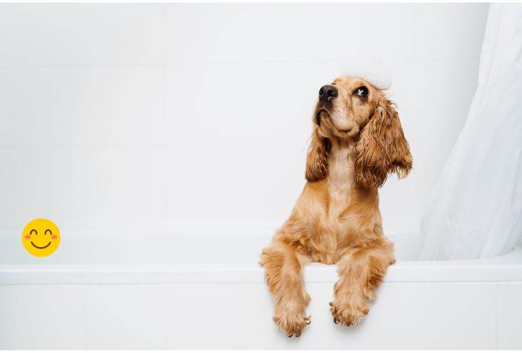 luoghi di fiducia per il cane