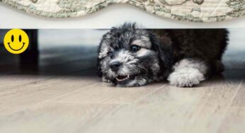 Il cane si rifugia sotto il letto? Ecco perché preferisce dormire lì e cosa bisogna fare