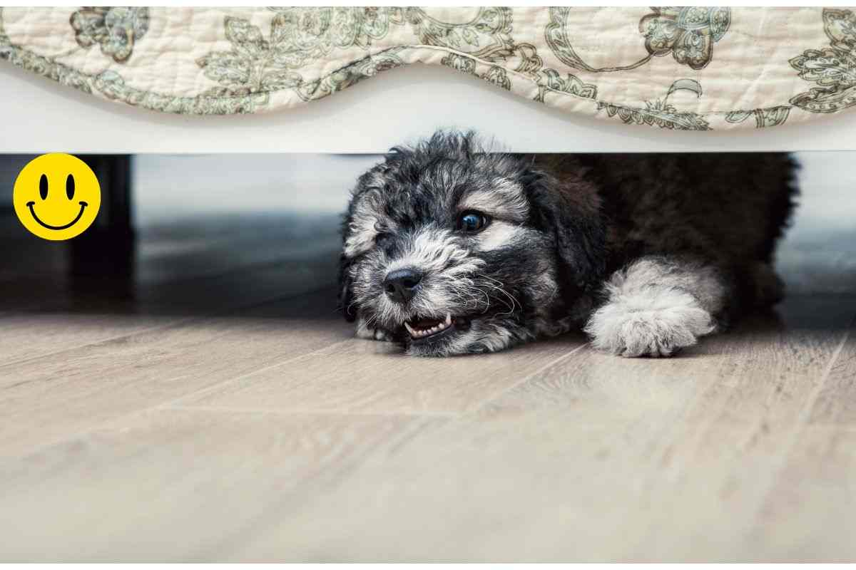 Cane sotto al letto