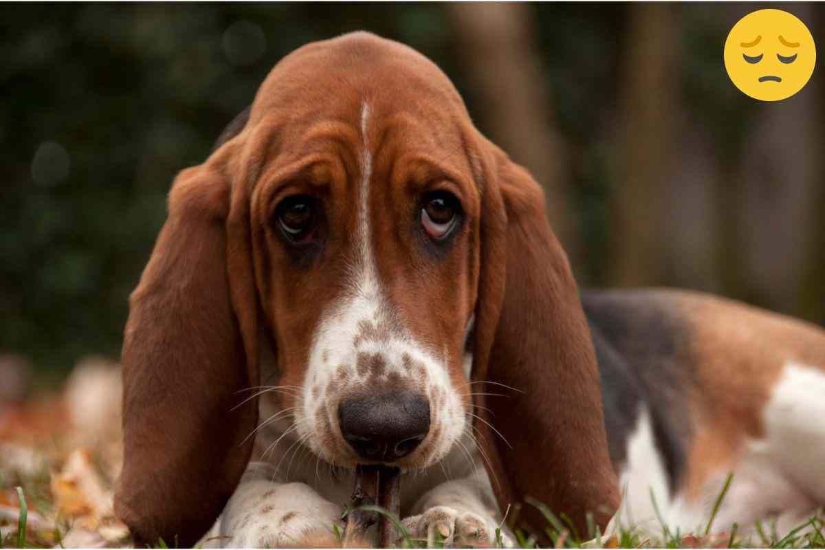 dolore enorme per il cane