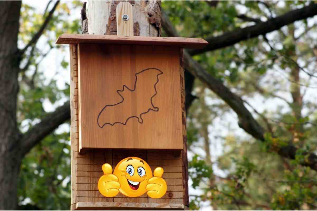 paura dei pipistrelli