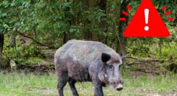 Incontro con un cinghiale: cosa fare e quali comportamenti evitare per non infastidirlo