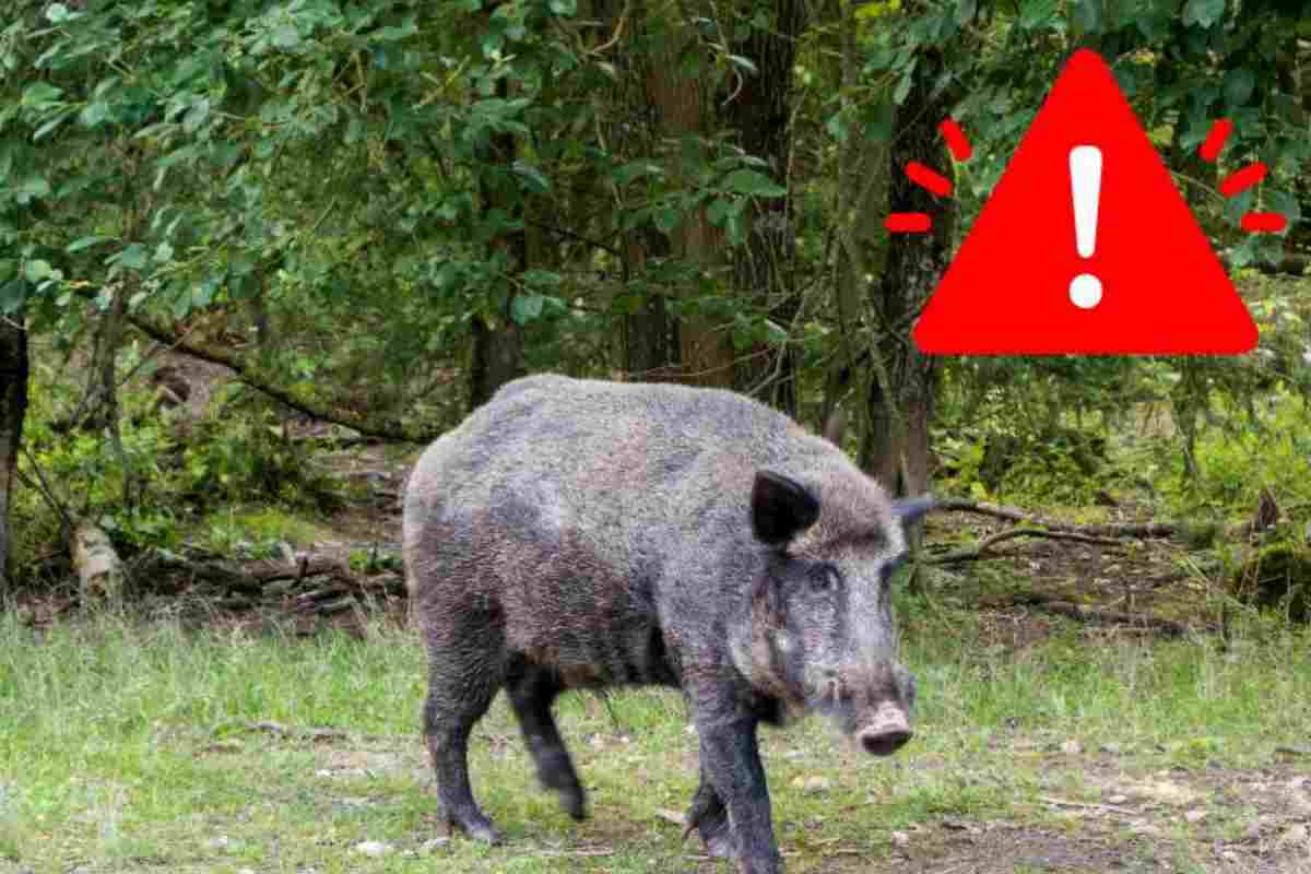 pericolo cinghiale