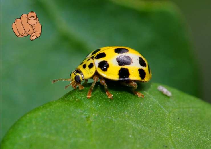 Coccinella gialla perché a casa mia