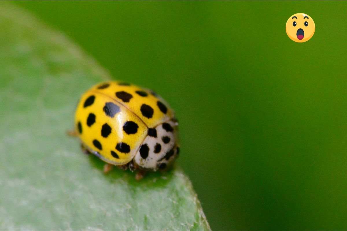 Coccinella gialla cosa significa