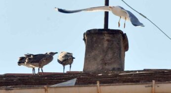 I gabbiani si avvicinano troppo al tuo balcone? Ecco come tenerli alla giusta distanza