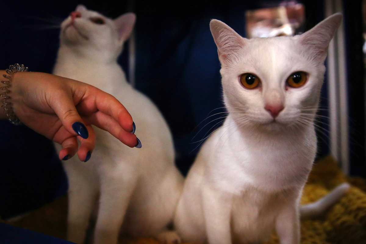 comportamento gatto