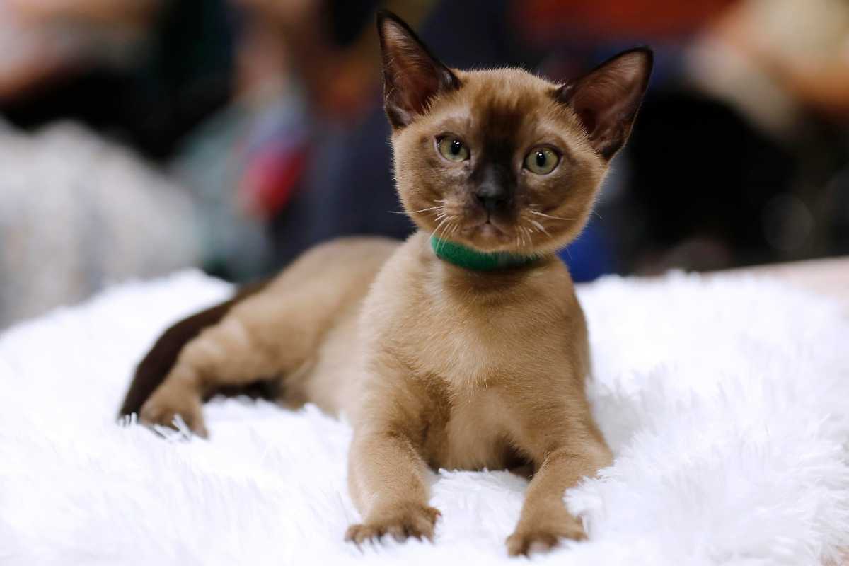 invogliare il gatto a mangiare