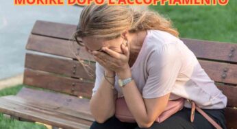Muoiono dopo essersi accoppiati: quali animali hanno questo triste destino