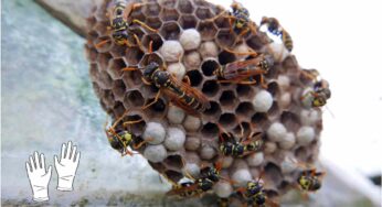 Nido di vespe in balcone, attenzione: non fare la prima cosa che ti passa per la testa. Ecco il metodo più sicuro