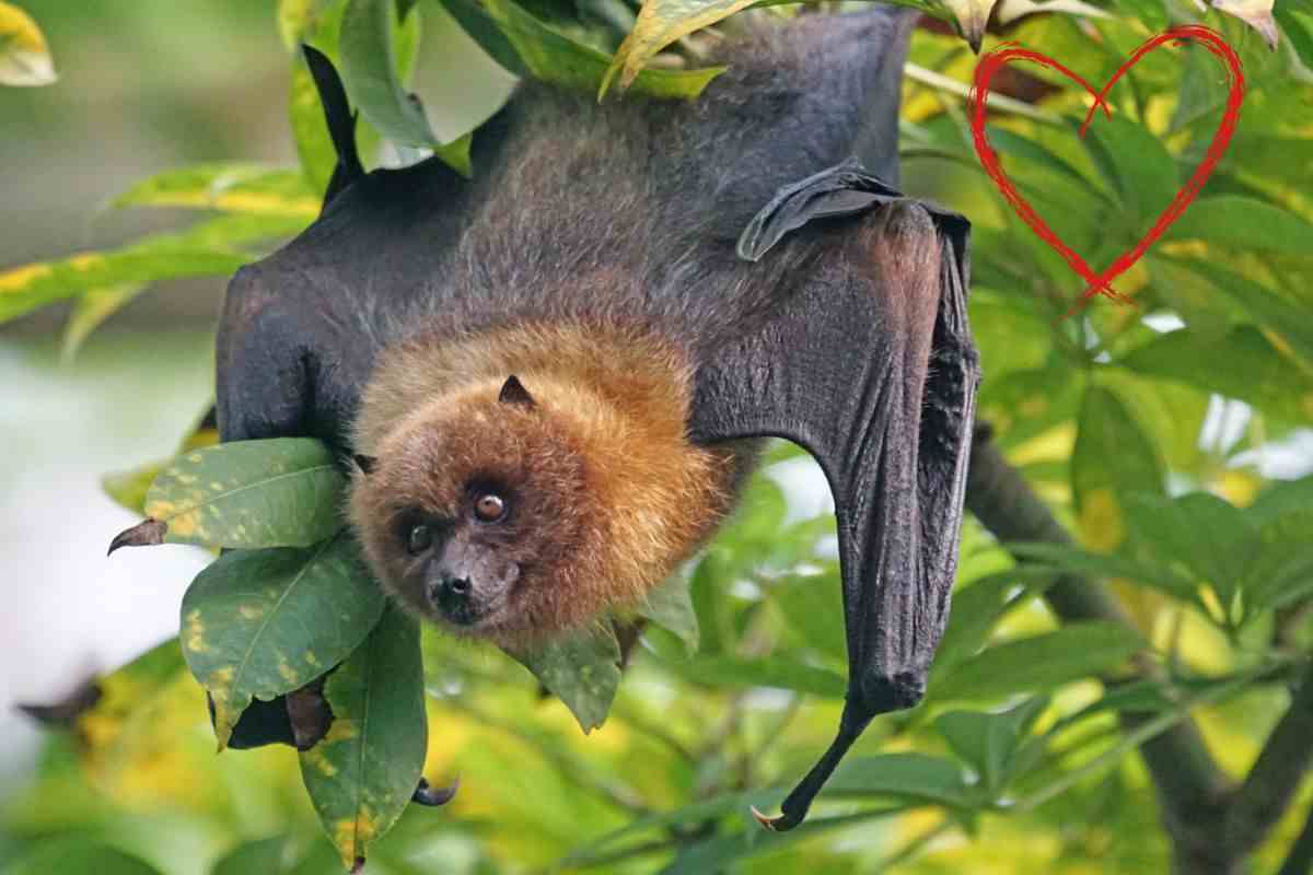 i pipistrelli sono pericolosi