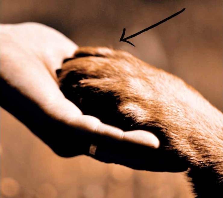 polpastrelli del cane secchi