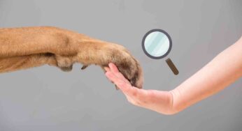 Attenzione ai polpastrelli del cane: può essere il primo campanello d’allarme di qualcosa di ‘grave’