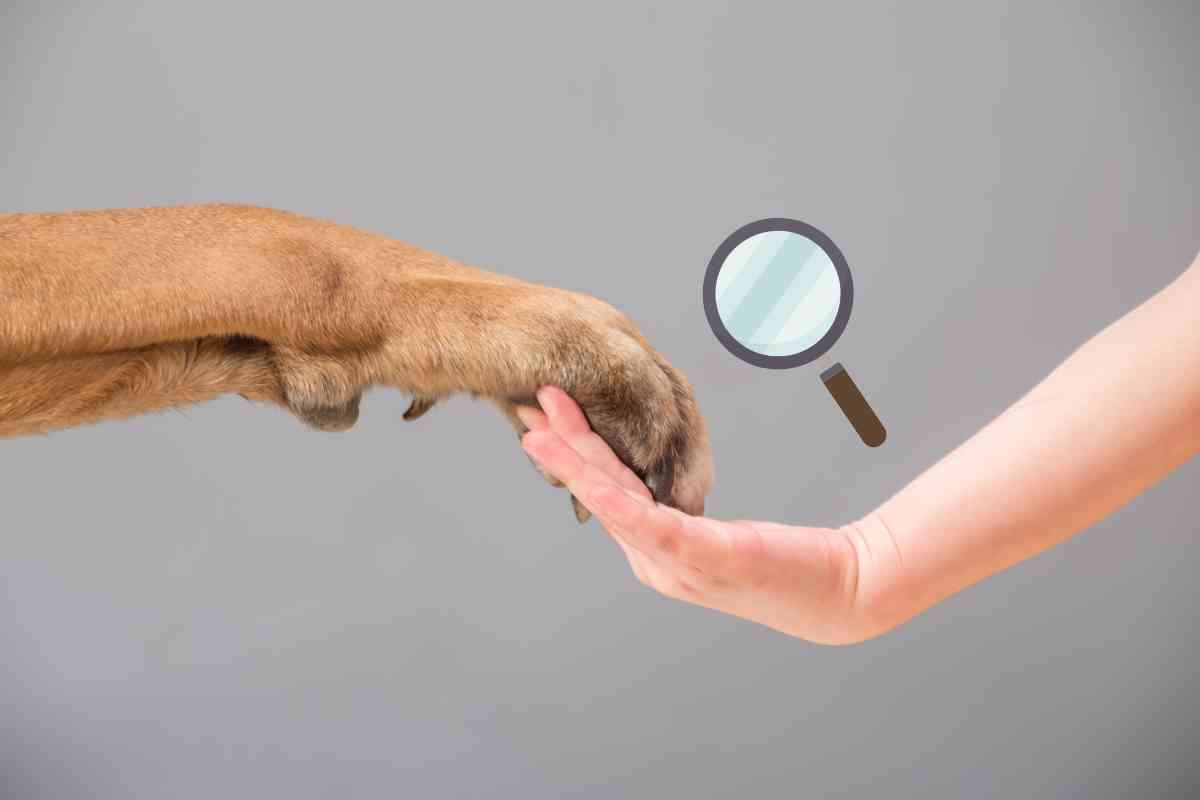 polpastrelli del cane