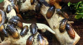 Pochissimi sanno perché le blatte sono davvero pericolose: la scoperta è abbastanza sconvolgente