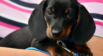 Come capire se al cane fanno male i denti