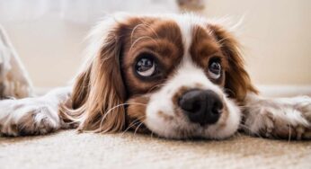 A che età sterilizzare il cane