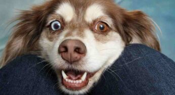 Il cane sta cercando di chiederti aiuto: ecco i segnali (importantissimi) che nessuno riconosce