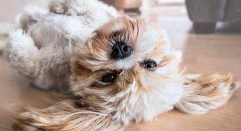 Come insegnare al cane a stare nella cuccia